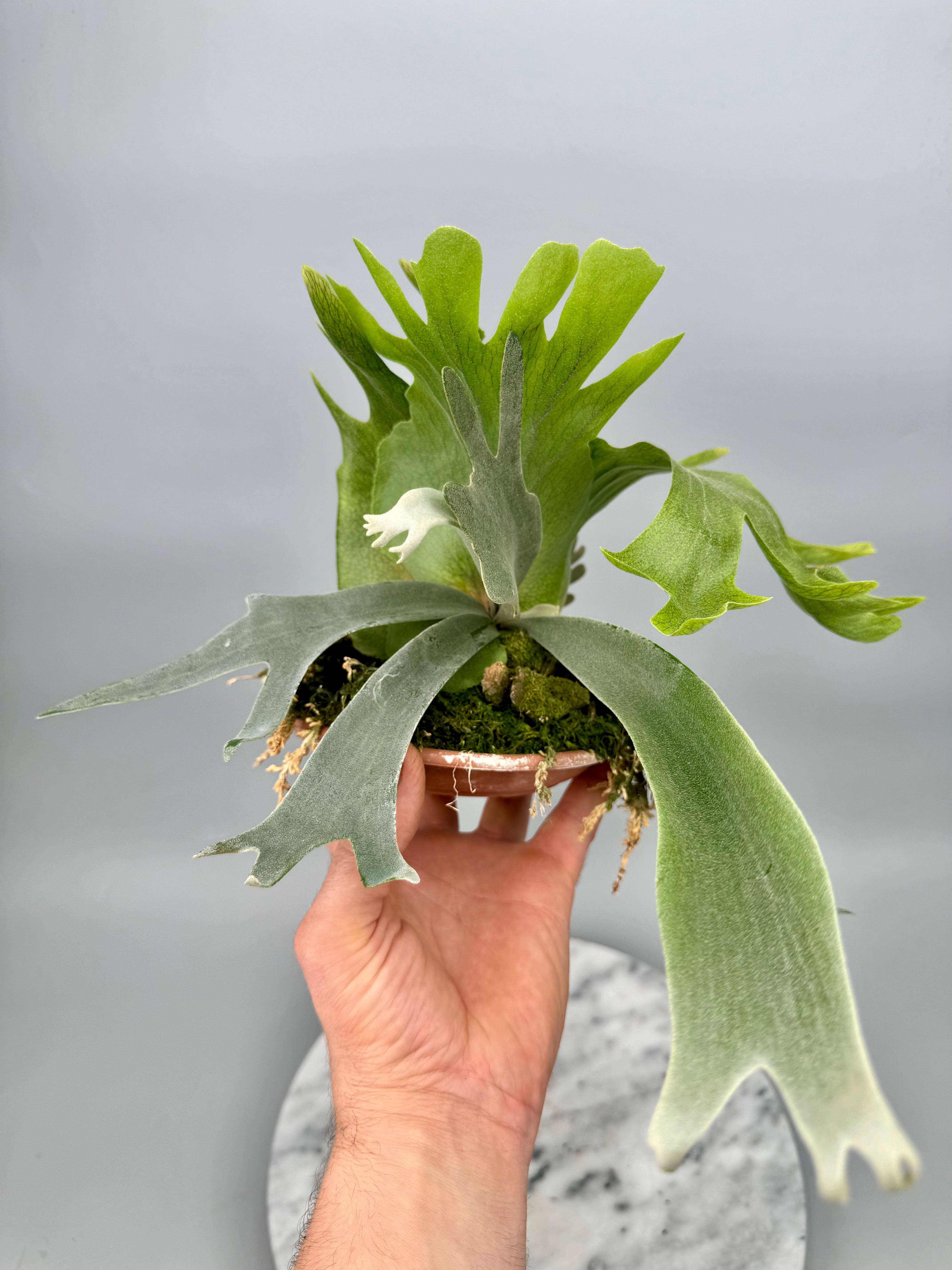 Platycerium willinckii Dwarf