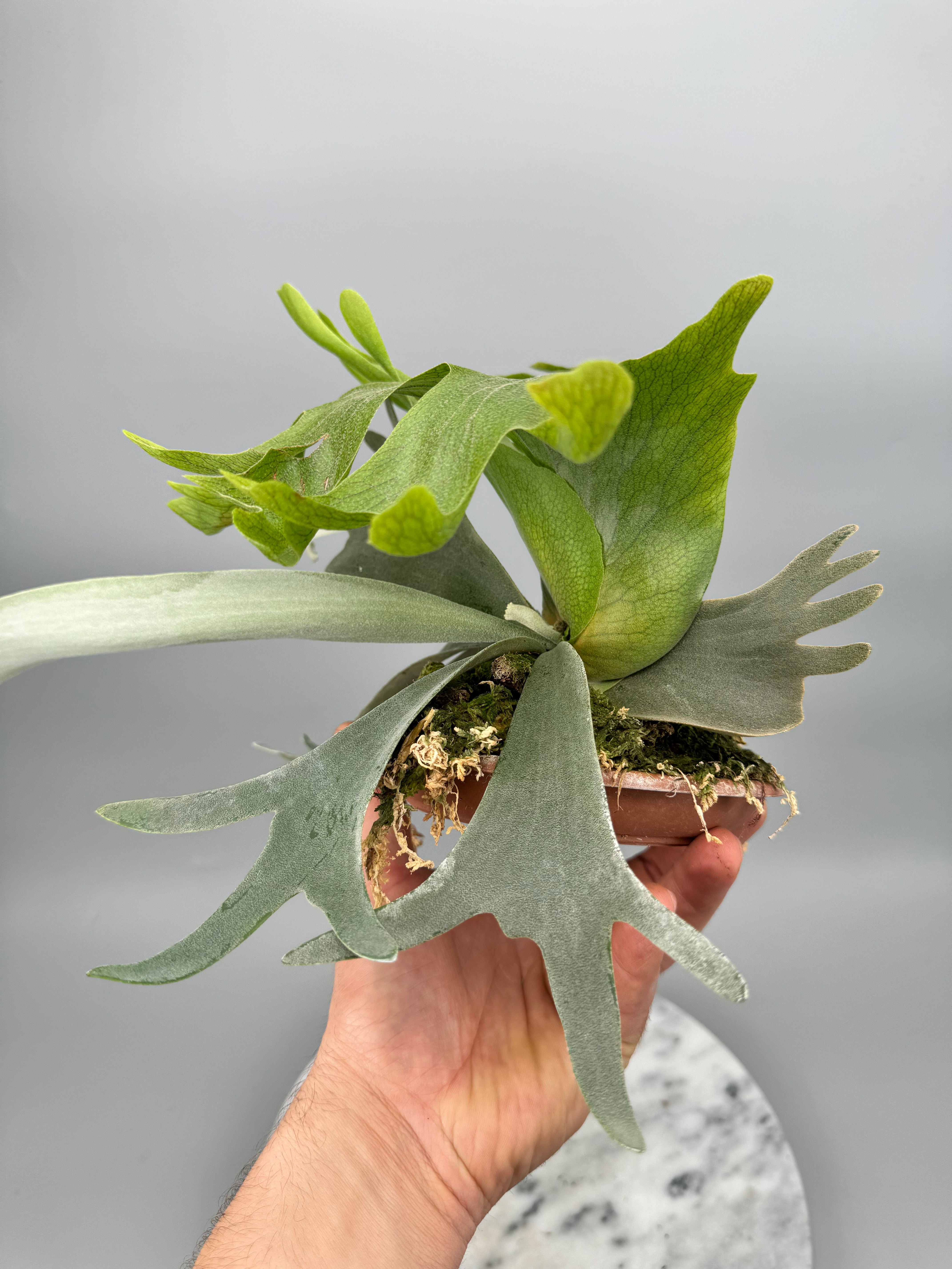 Platycerium willinckii Dwarf