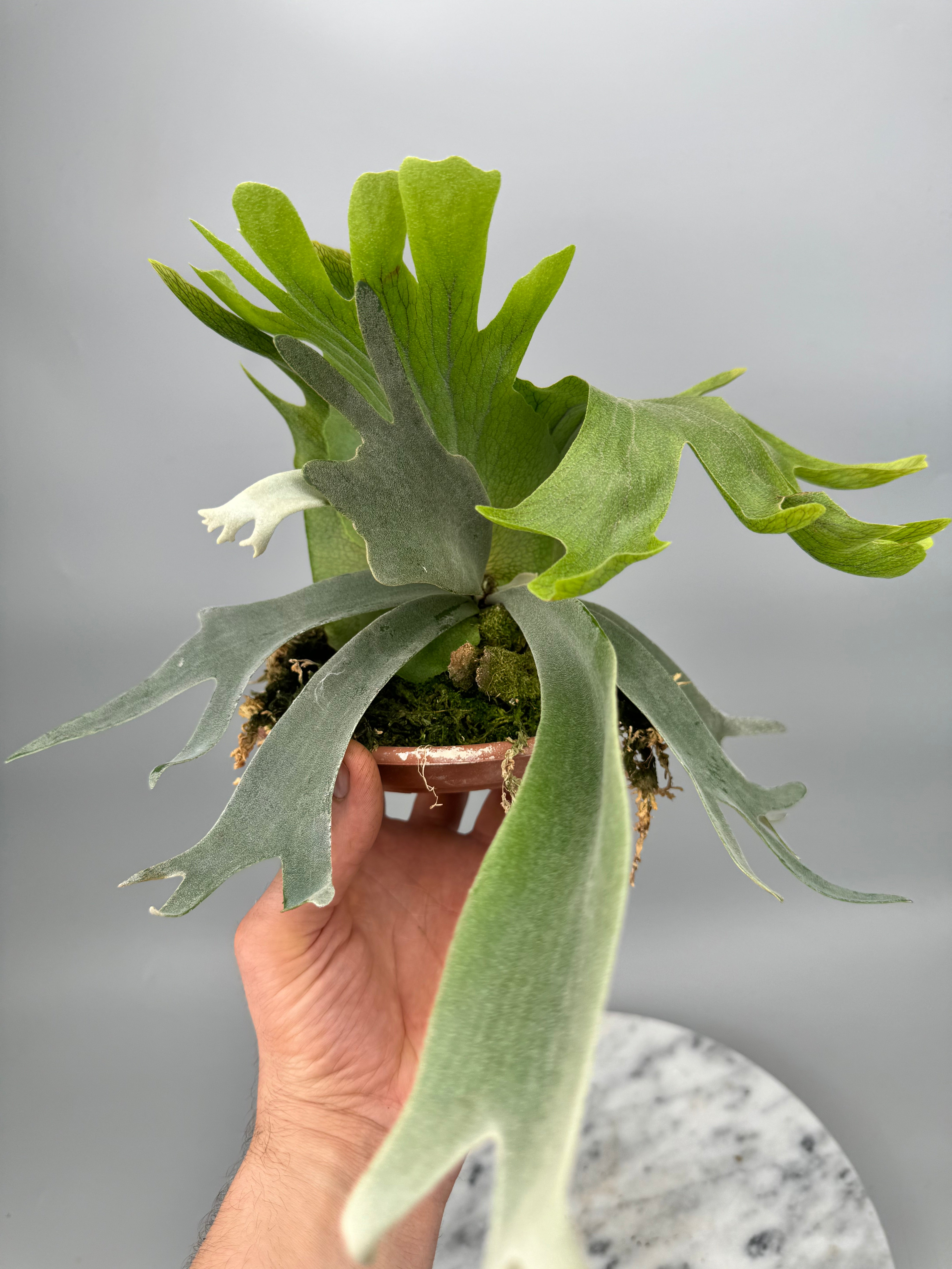 Platycerium willinckii Dwarf