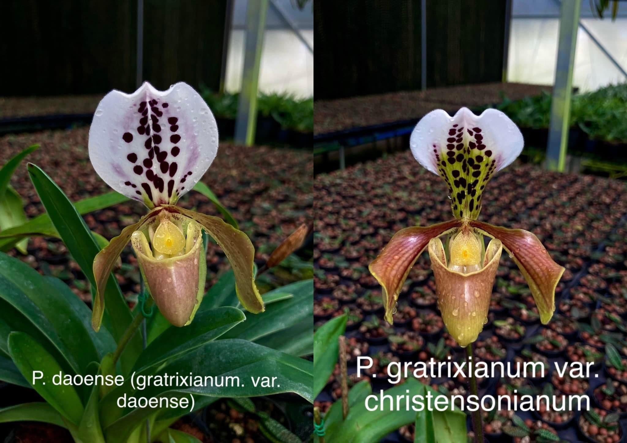 Paphiopedilum gratrixianum var. daoense (Big Plant)