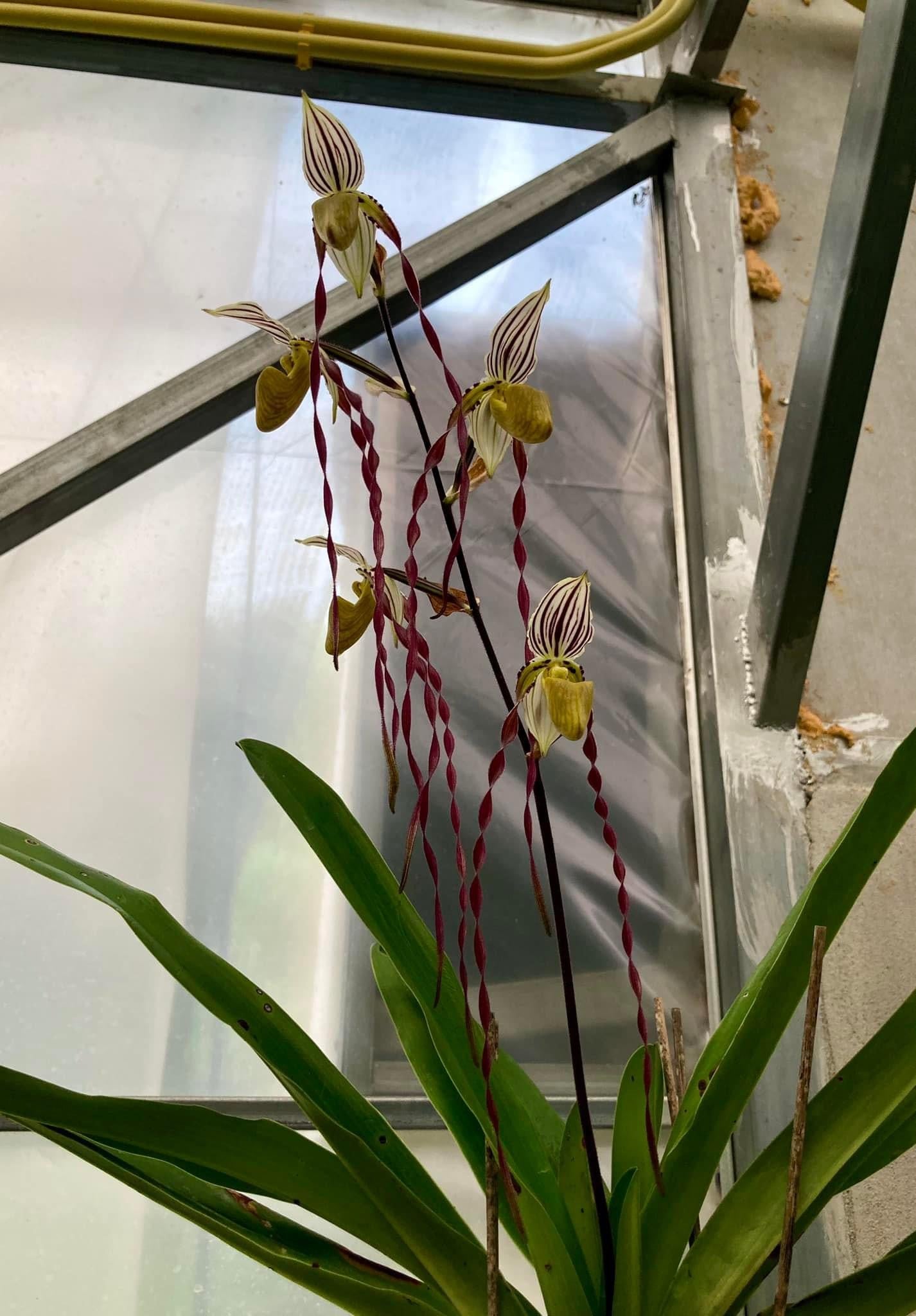 Paphiopedilum philippinense "langes Blütenblatt" Big pflanze