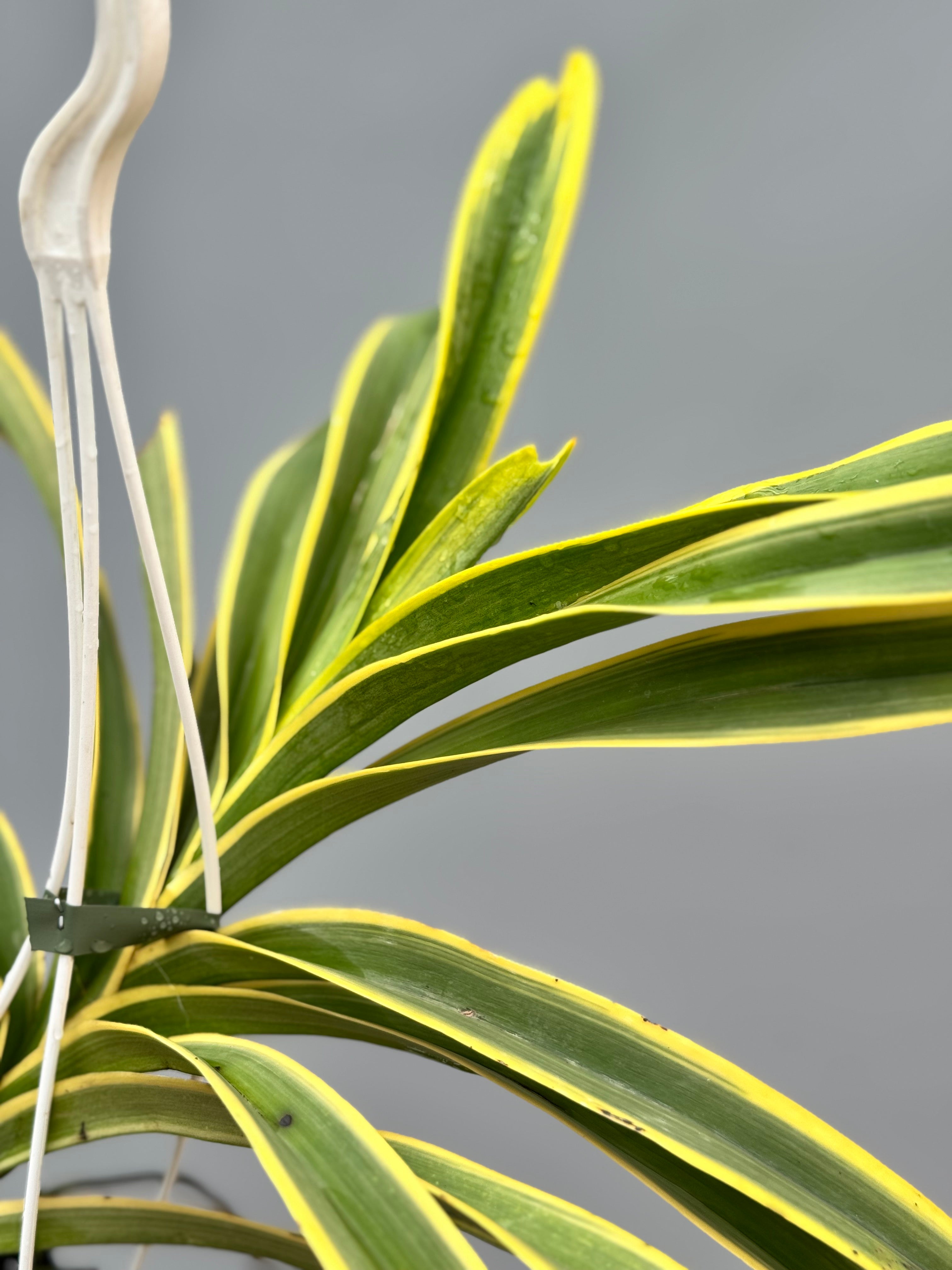 Vanda tricolor var. Alba (echte Alba, extrem selten)