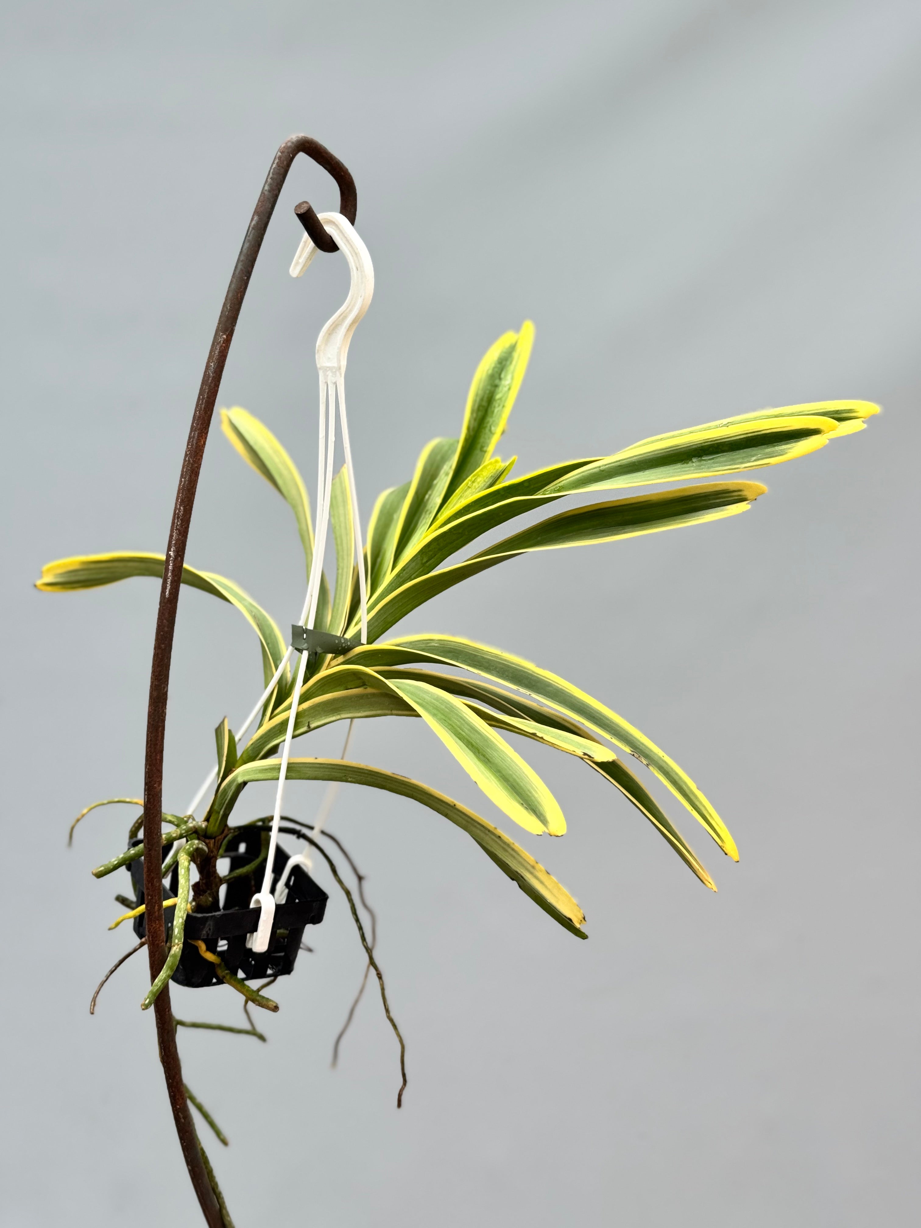 Vanda Rare Variegata Specie (werkelijke extreem zeldzaam)