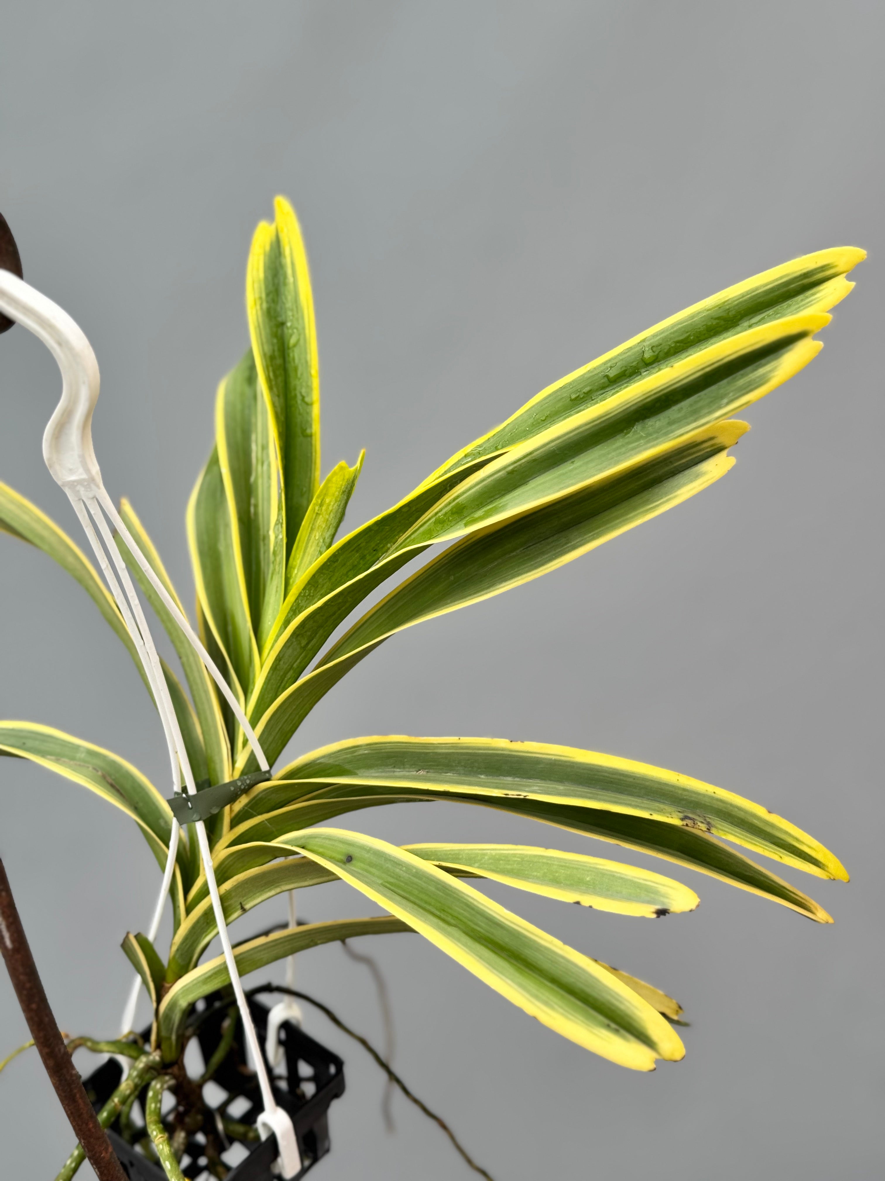 Vanda Rare Variegata Specie (werkelijke extreem zeldzaam)