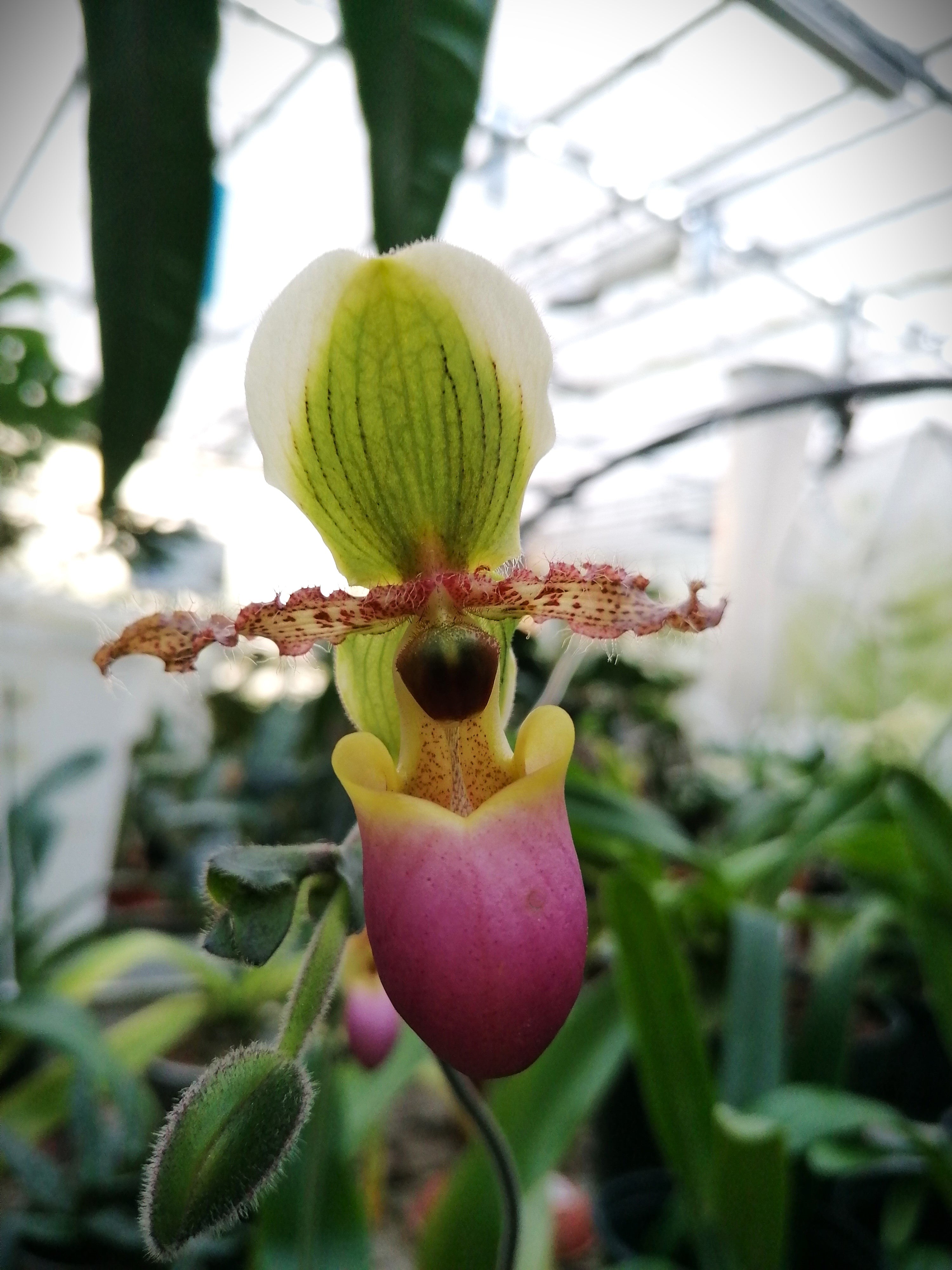 Paphiopedilum victoria mariae