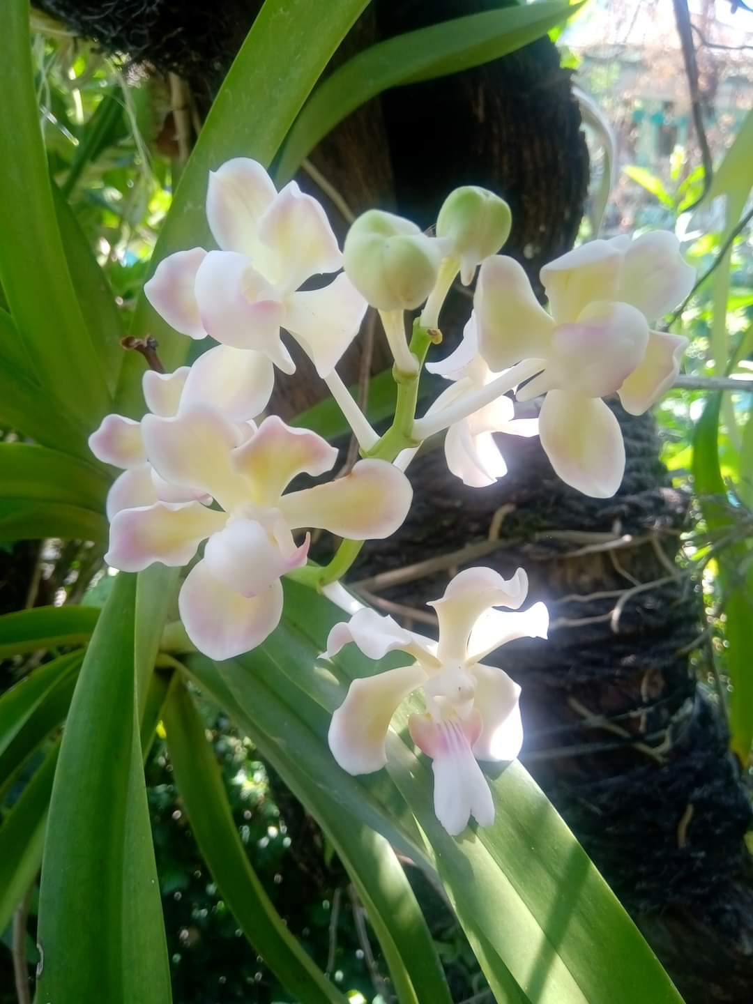 Vanda tricolor var. Alba (true alba, extremely rare)