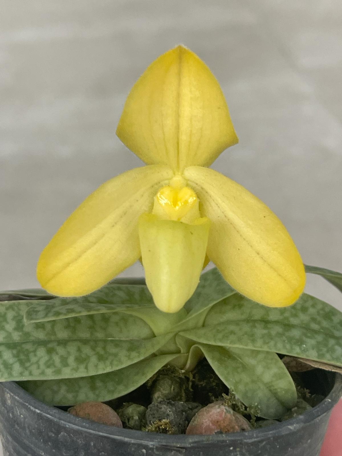 Paphiopedilum concolor striatum semi-alba (Preorder April/May)