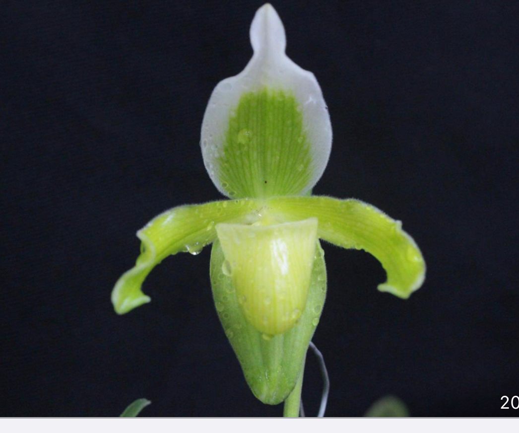 Paphiopedilum exul alba x self