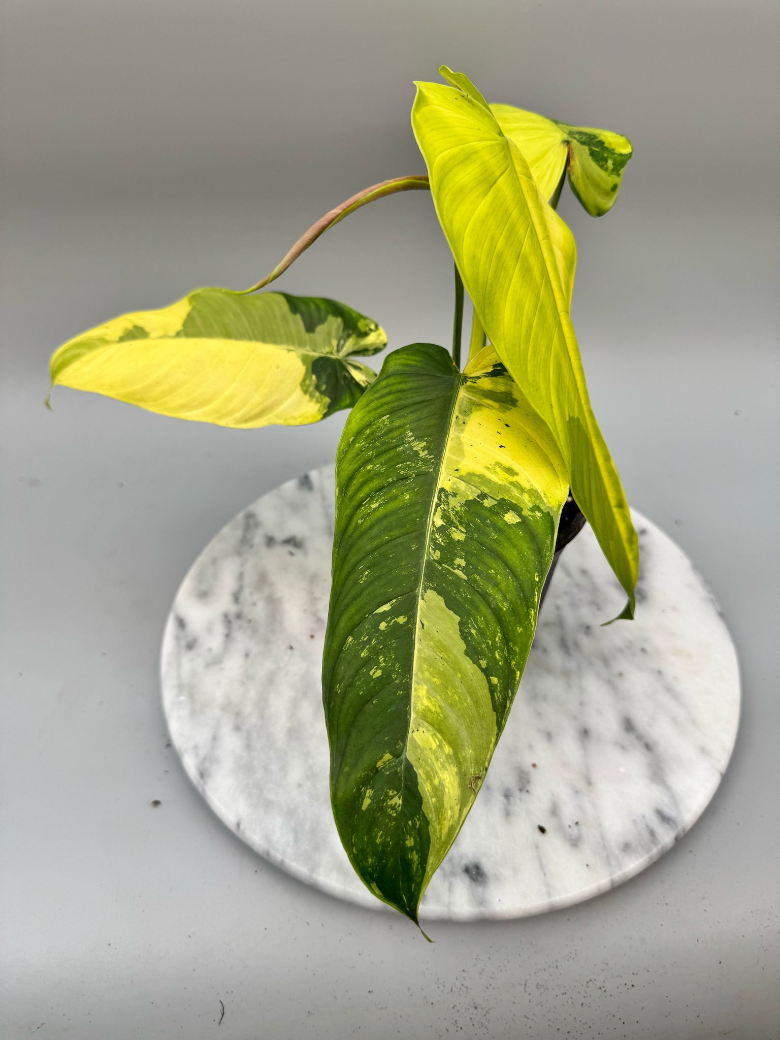 Philodendron sharoniae Mosquera Variegata "Almost Full Moon"