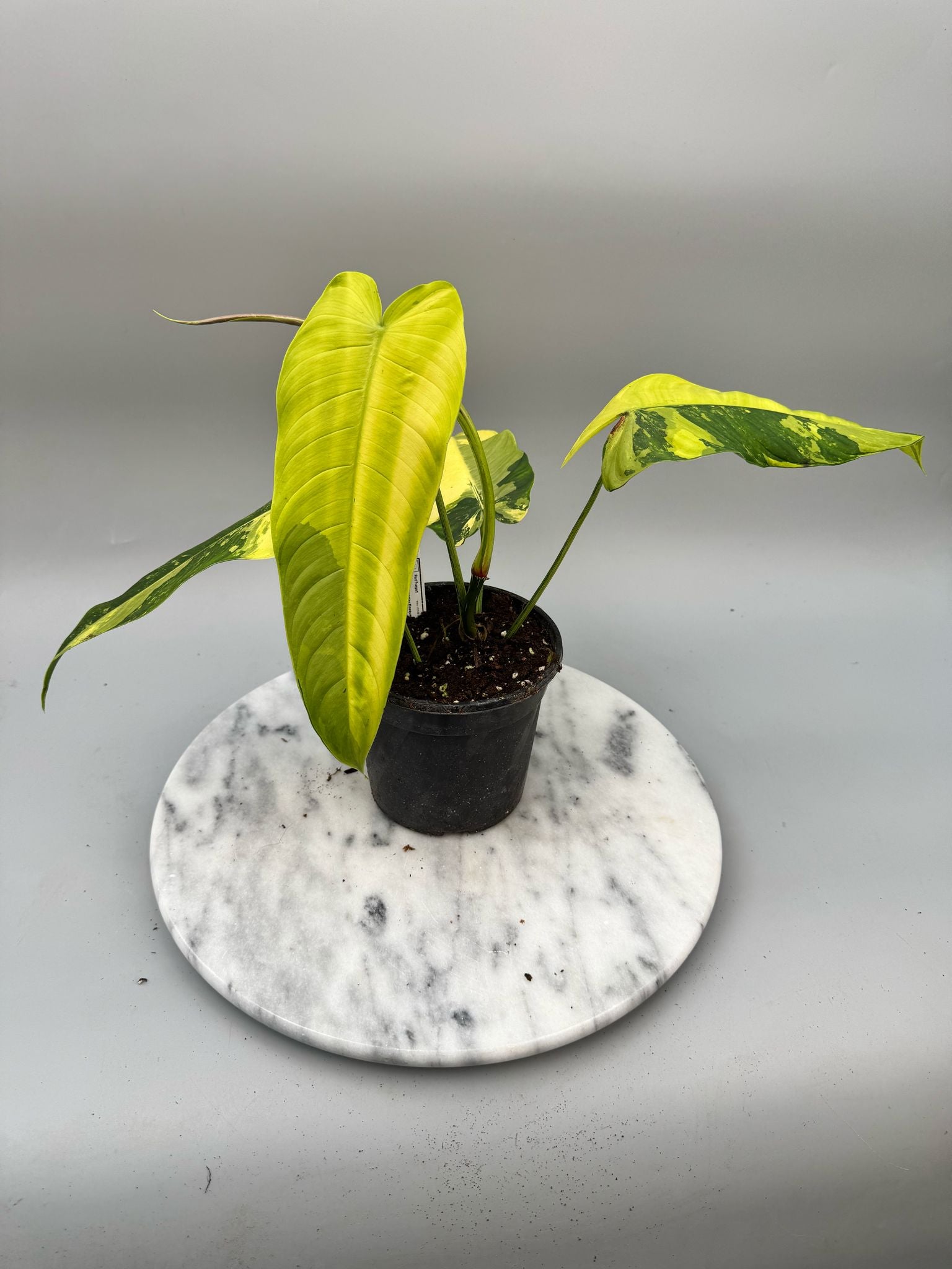 Philodendron sharoniae Mosquera Variegata "Almost Full Moon"