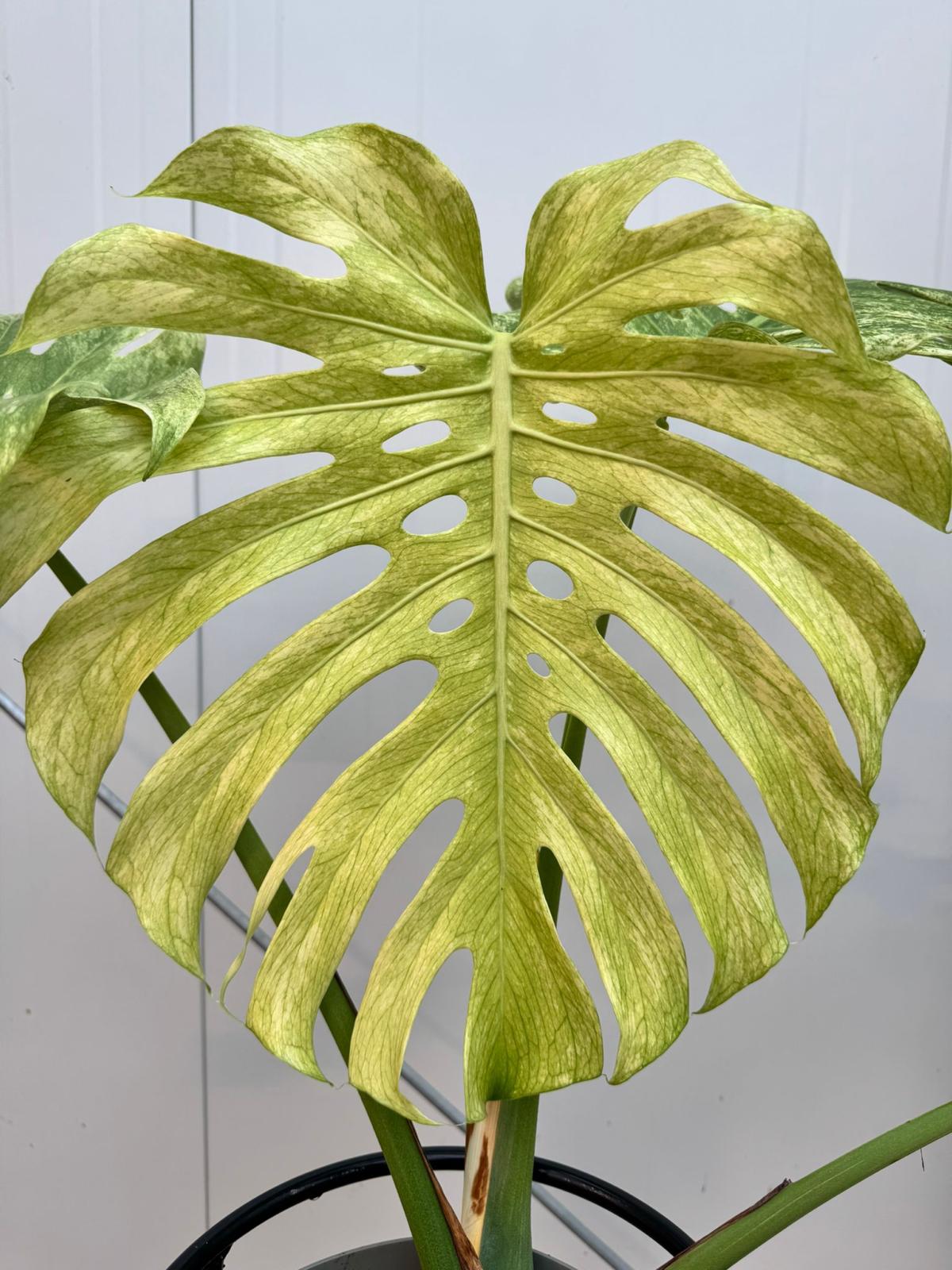 where to buy monstera Monstera Full Mint deliciosa borsigiana Variegata (Nr 3)