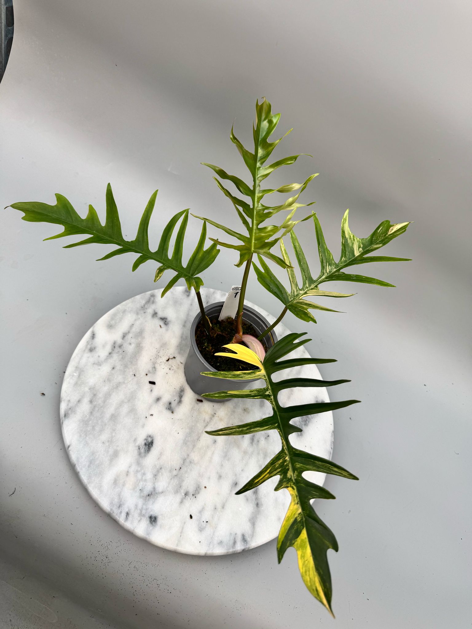 Philodendron tortum x Florida Beauty