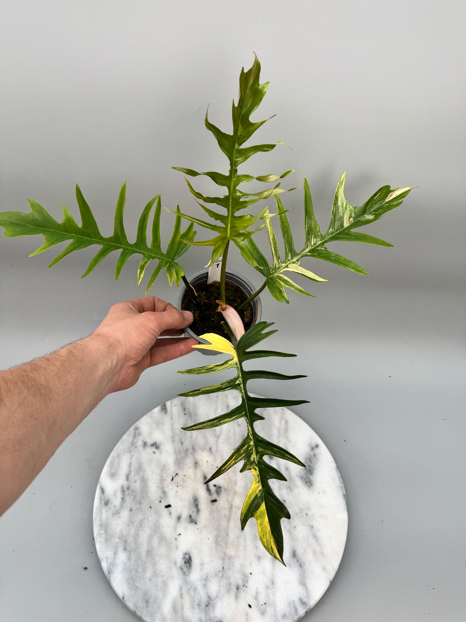 Philodendron tortum x Florida Beauty