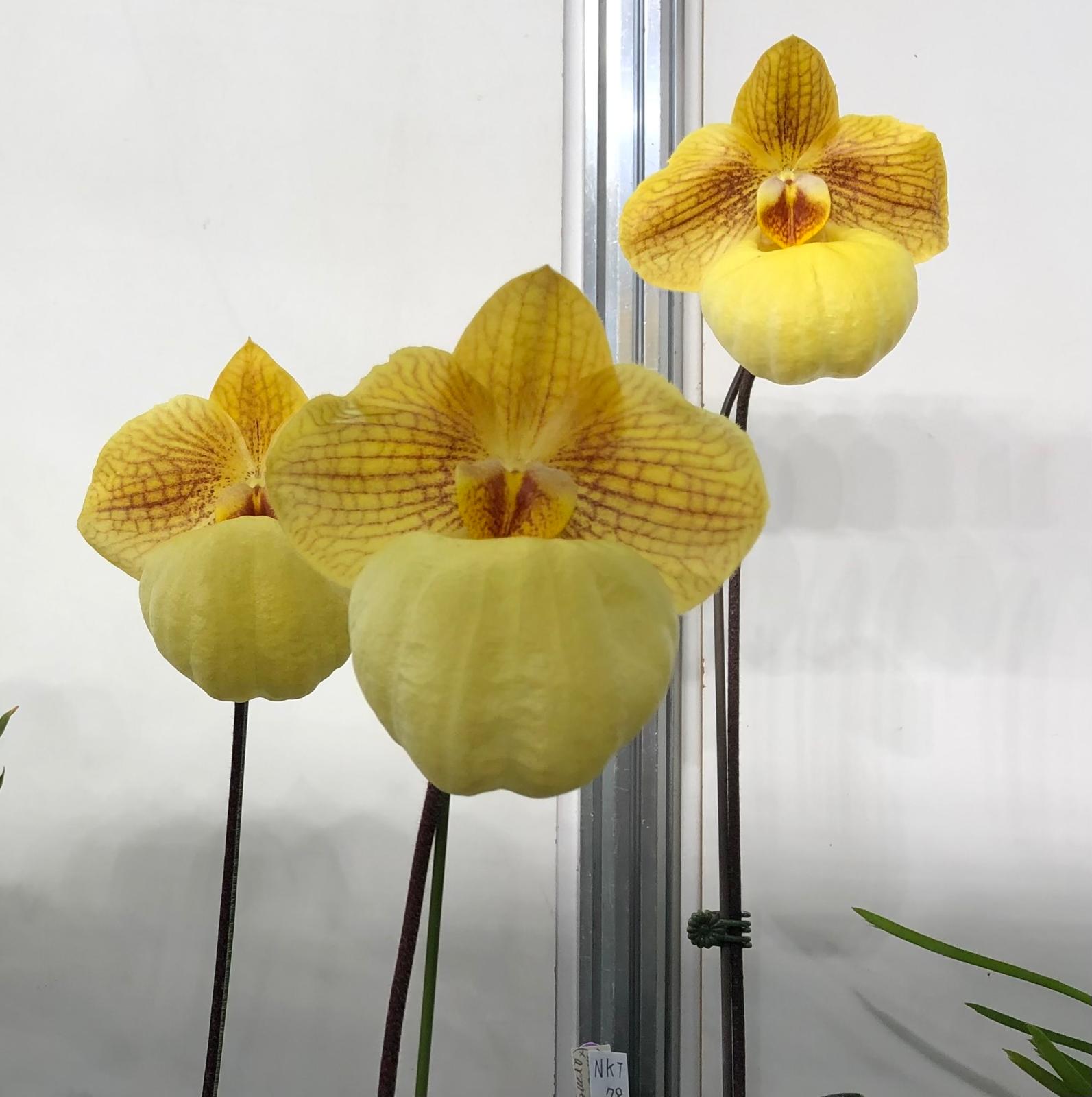 Paphiopedilum armeniacum 'Super Cool' x micranthum (Japan)