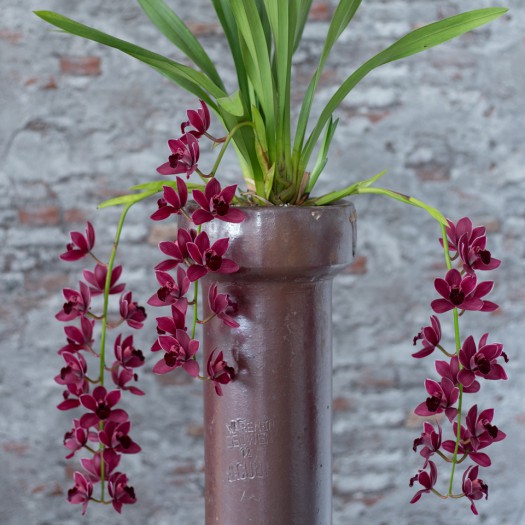 Cymbidium Aimee (Cali Night "Geyserland" x Kiwi Midnight "Geyserland")