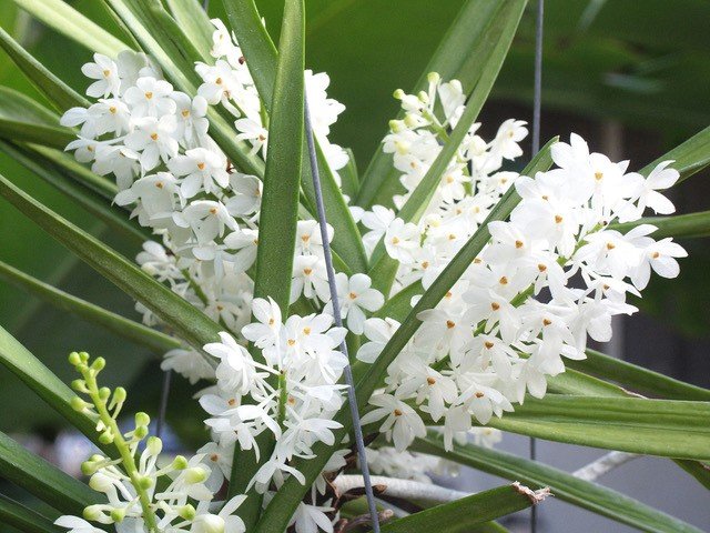Ascocentrum ampullaceum alba (Big Plant XXL)