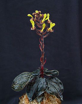 Anoectochilus chapaensis