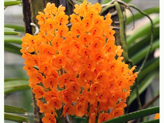 Ascocentrum miniatum 'Big Plant'