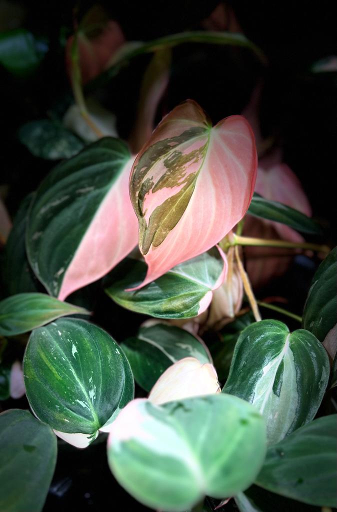 Philodendron micans pink variegated (1 Blattschnitt)