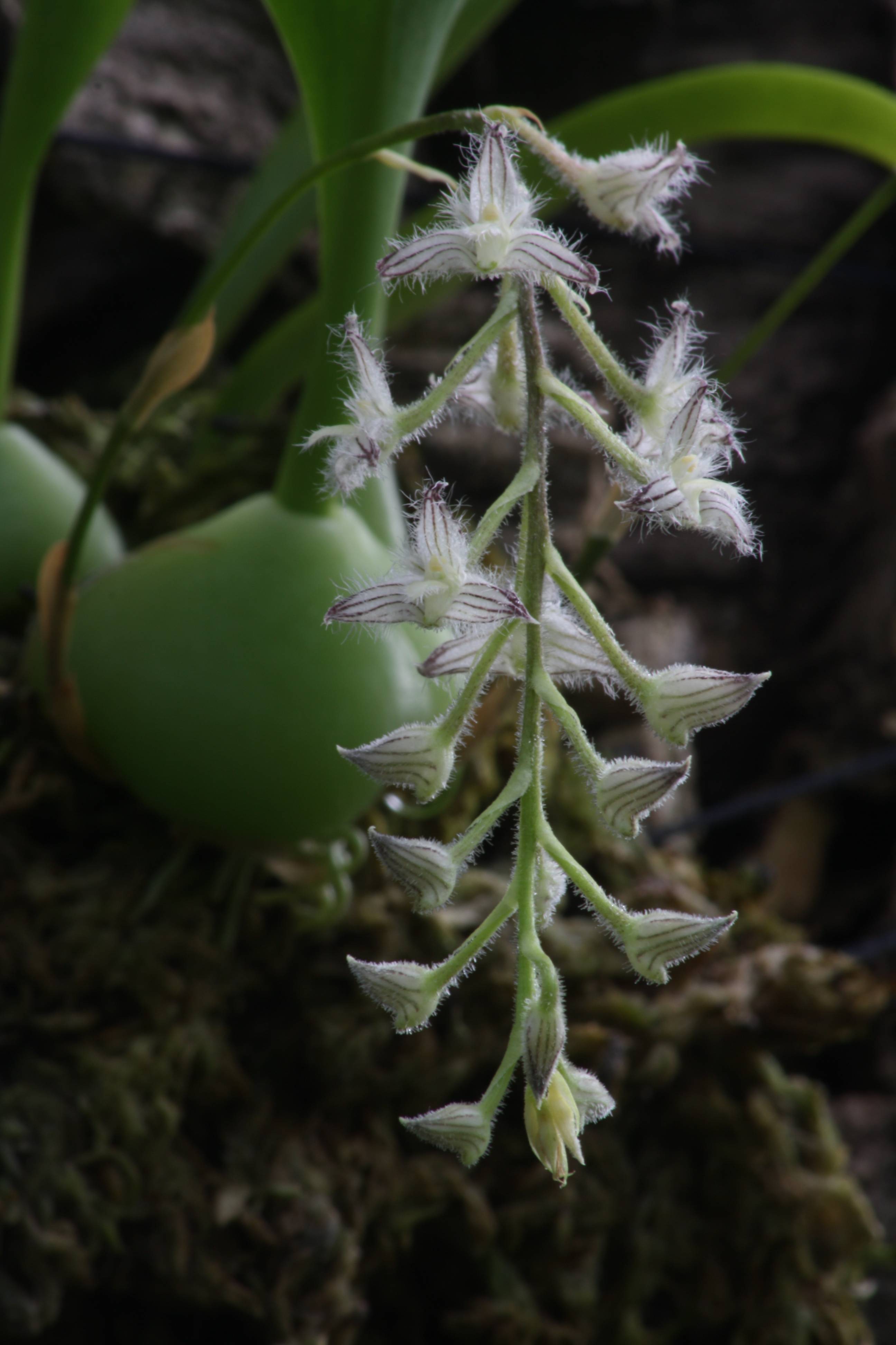 Bulbophyllum lindleyanum ''Big Plant"