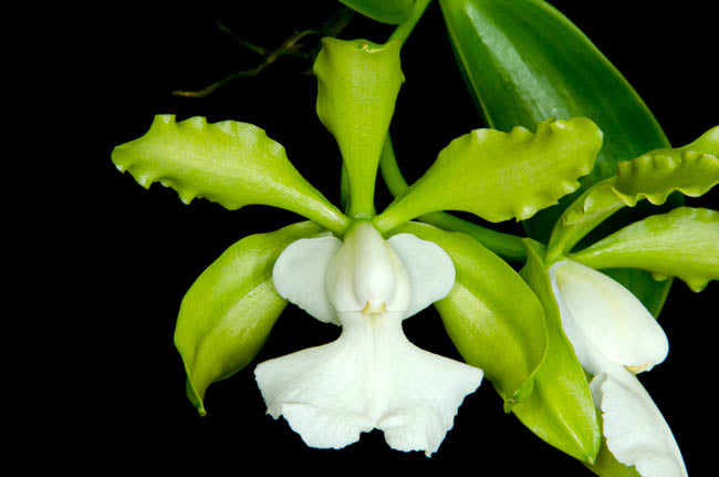 Cattleya aclandiae f.alba 'SVO'AM/AOS x Self (Big Plant)