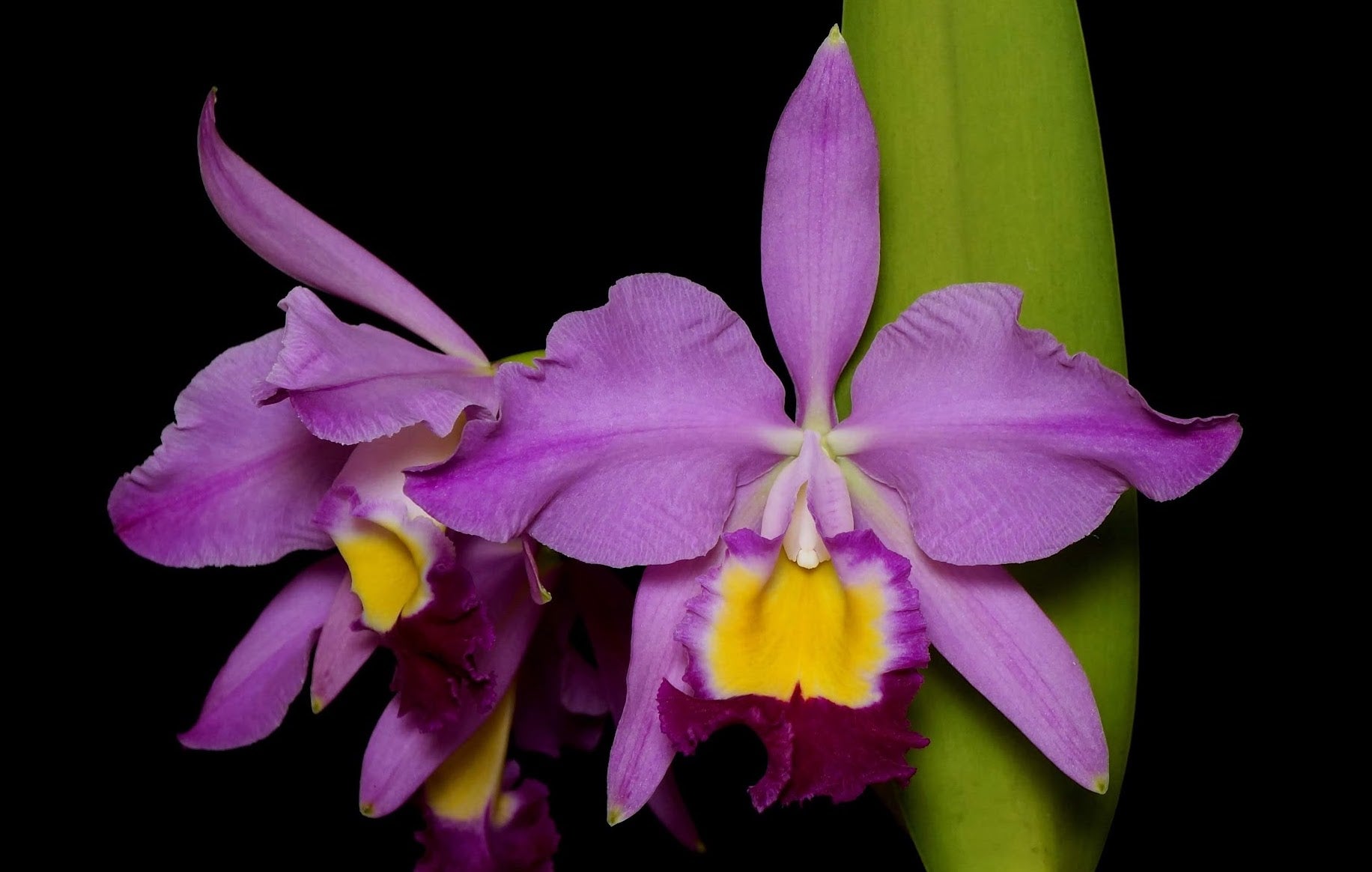 Cattleya eldorado 'M.Itoo' HCC/JOS