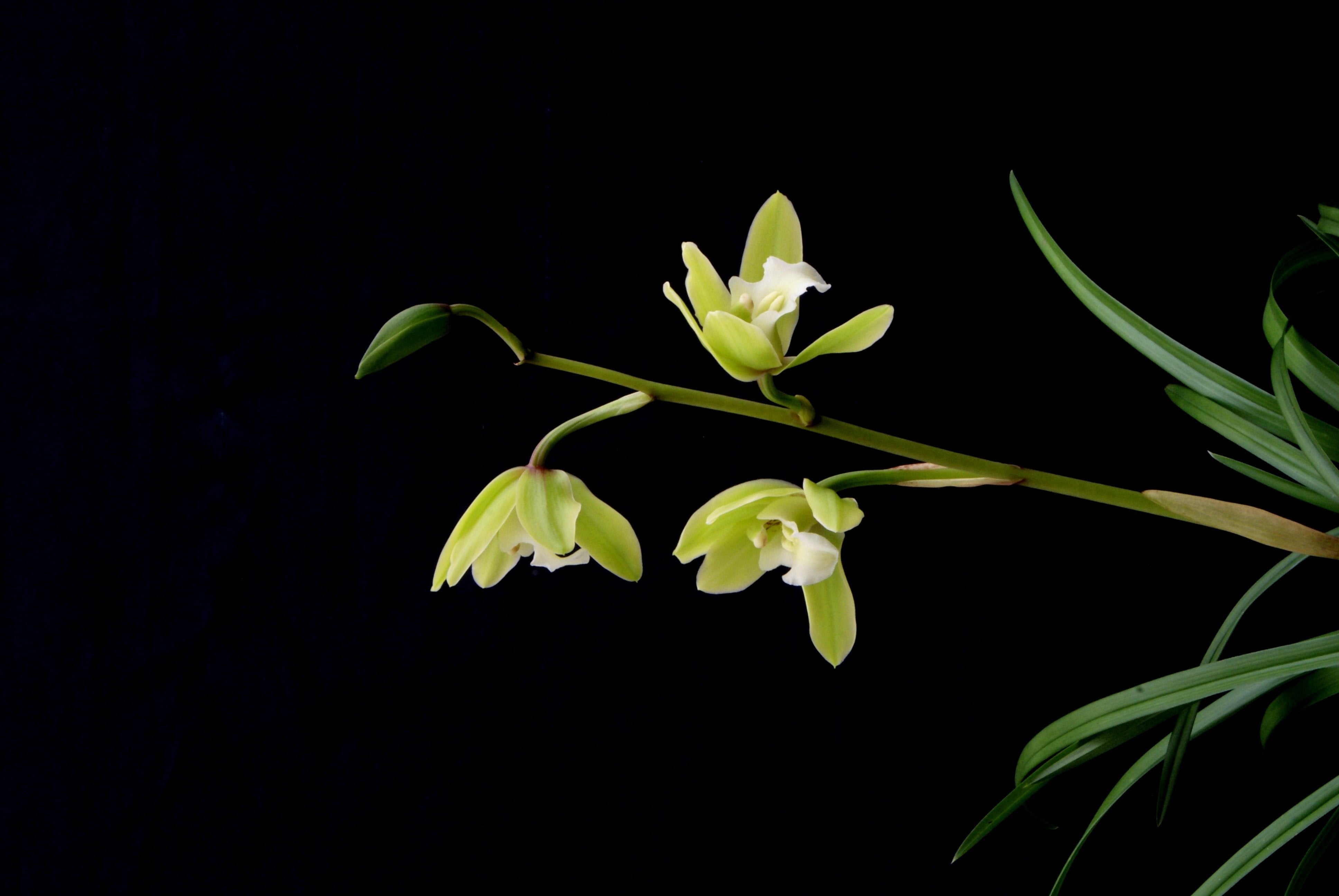 Cymbidium goeringii 4N