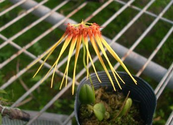 Bulbophyllum hirundinis