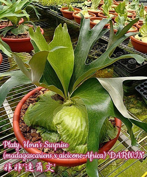 Platycerium Horn's Surprise (madagascariense x aicicone-Africa) "Darwin" (Big Plant)