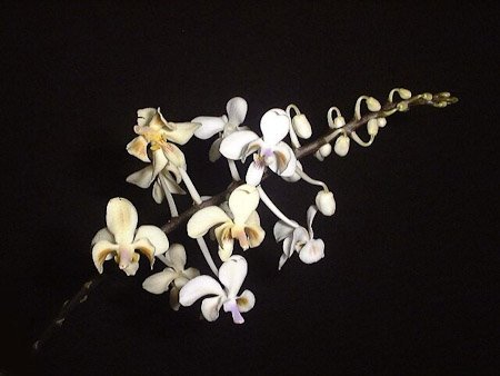 Phalaenopsis celebensis