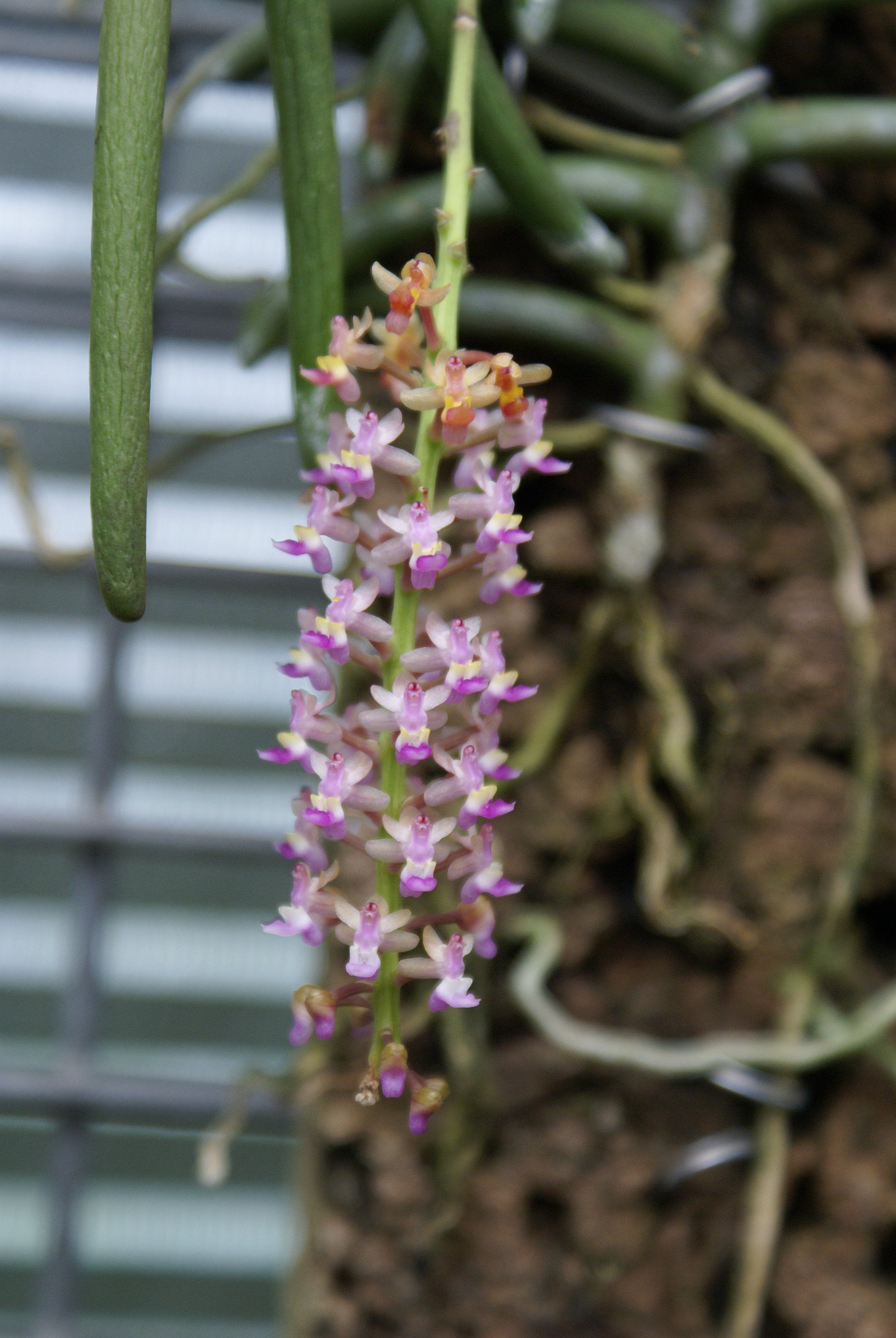 Cleisostoma arietinum