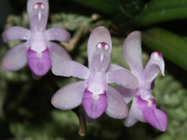 Cleisostoma arietinum