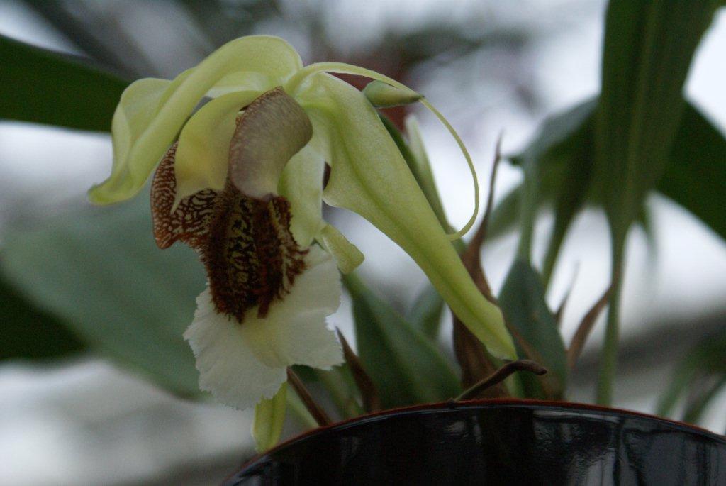 Coelogyne speciosa Green Type