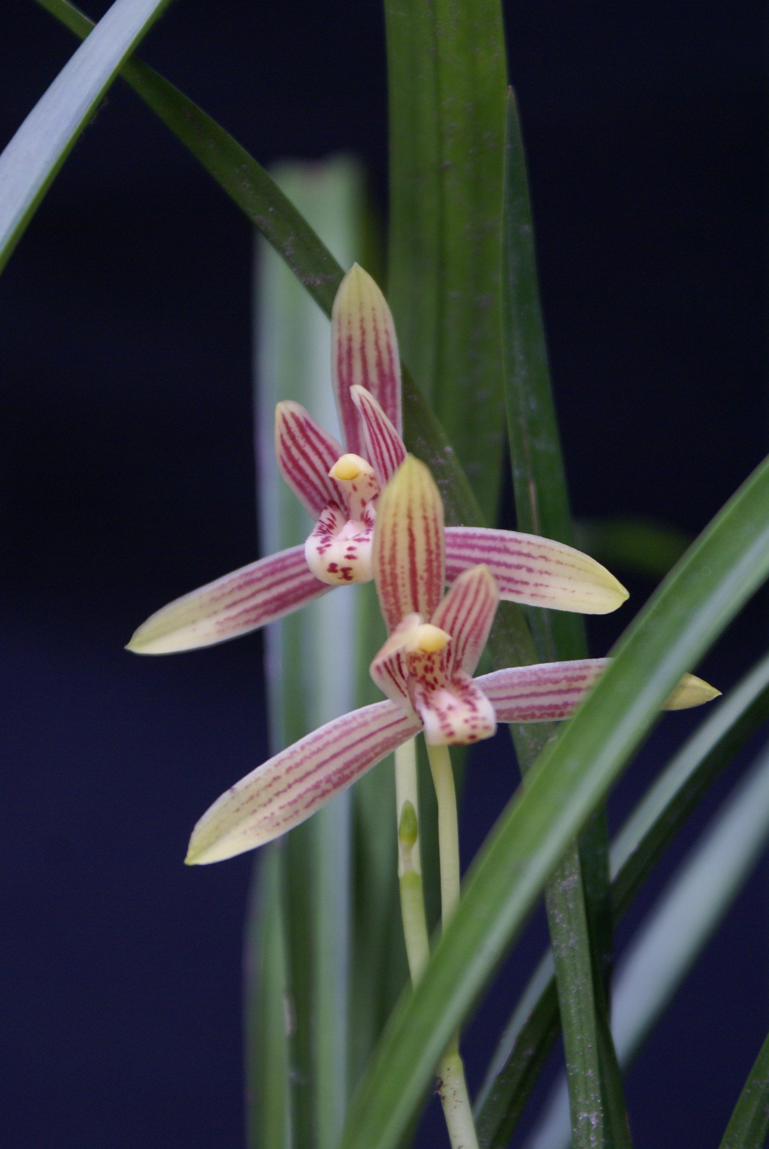 Cymbidium ensifolium