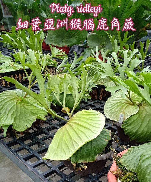 Platycerium ridleyi (Small Plant)