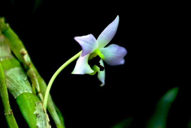 Dendrobium trantuanii