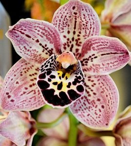 Cymbidium Dots Downunder