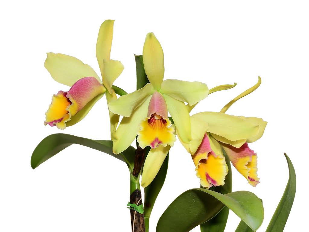 Cattleya aurora