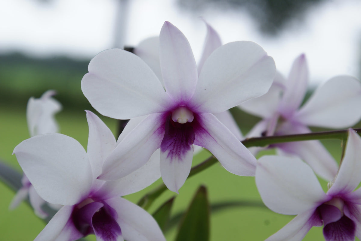 Dendrobium affine