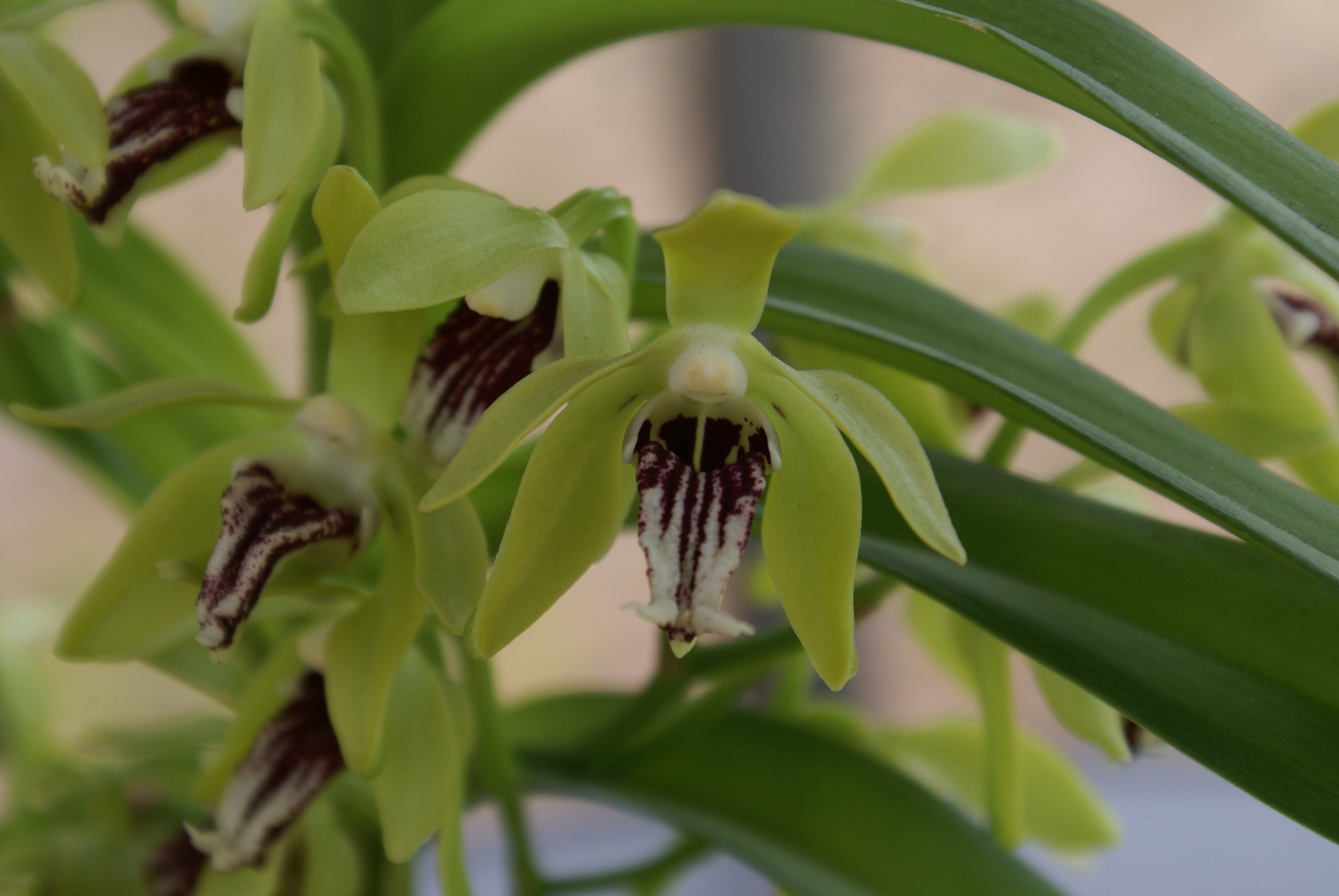 Vanda cristata (Small Plant)
