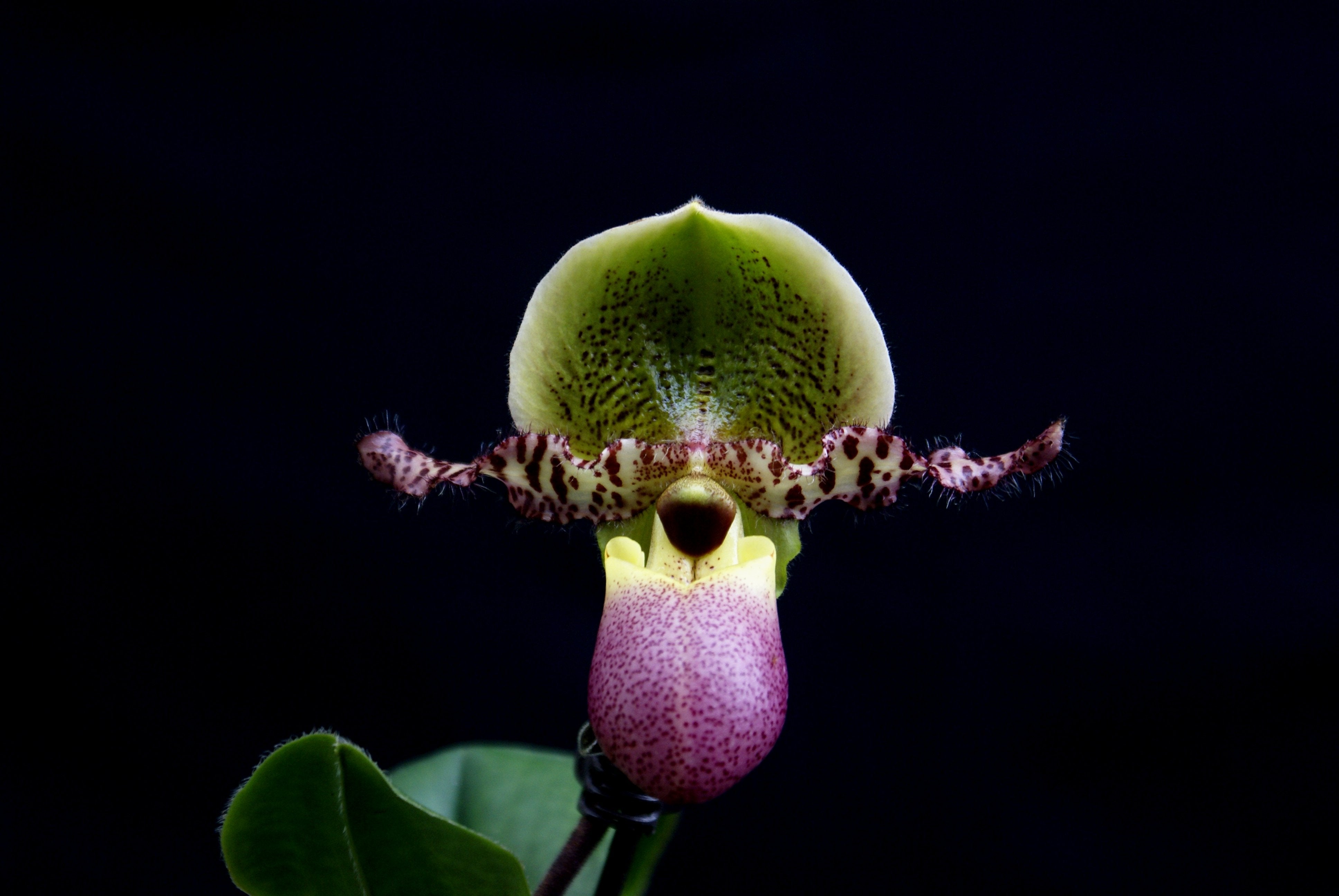 Paphiopedilum Pinocchio 4N