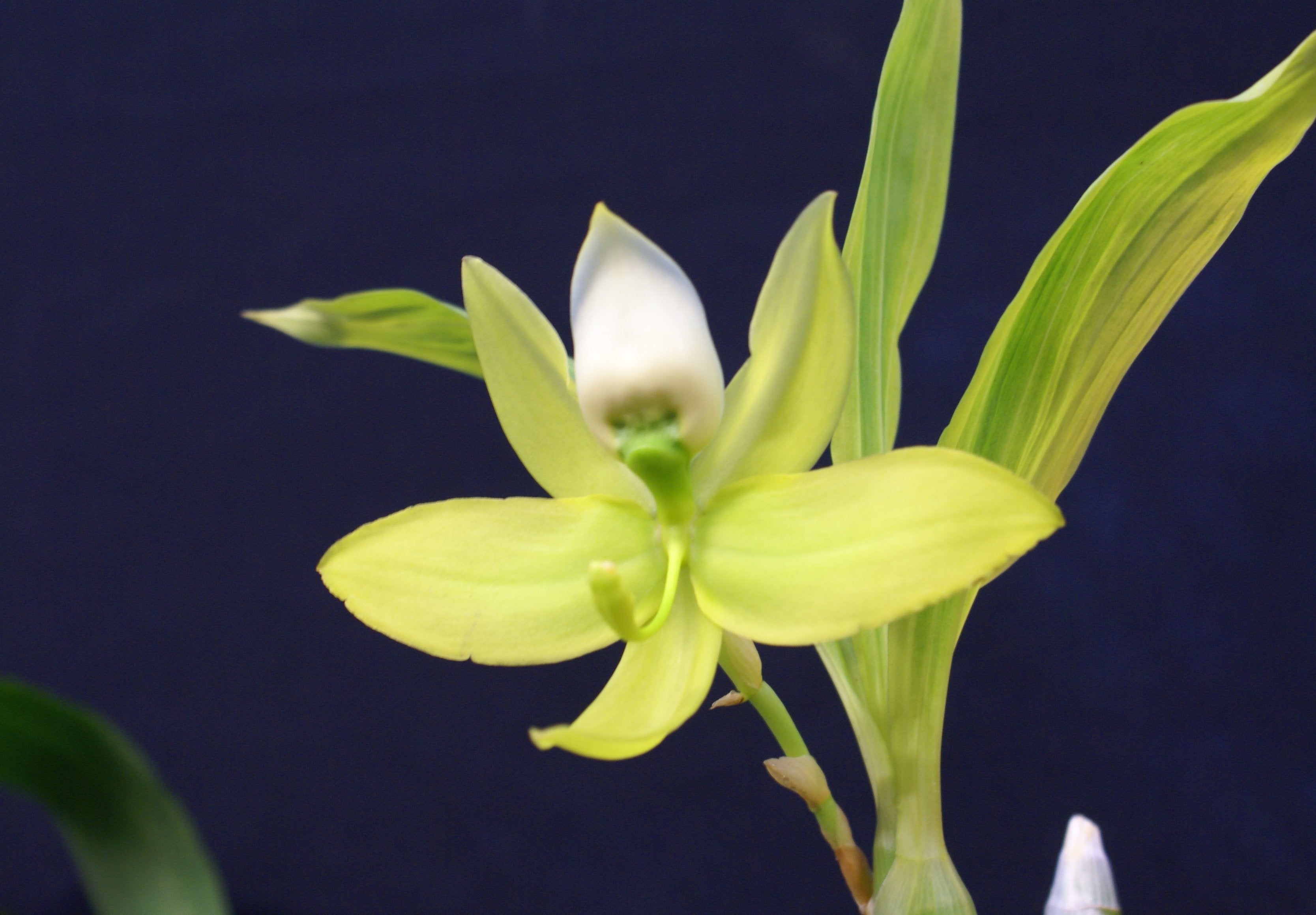 Cycnoches chlorochilon