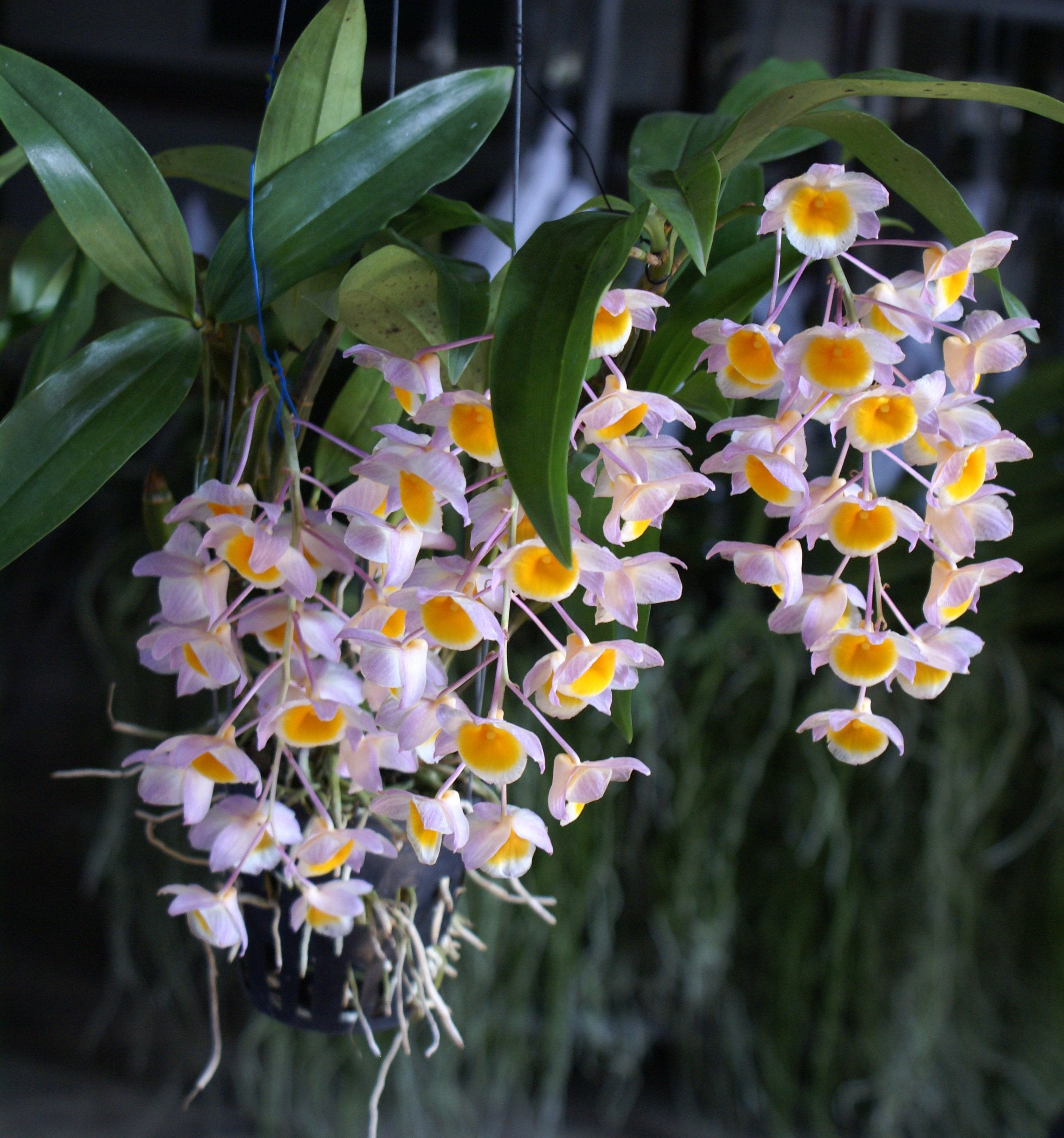 Dendrobium farmeri "Pink" (Big Plant)