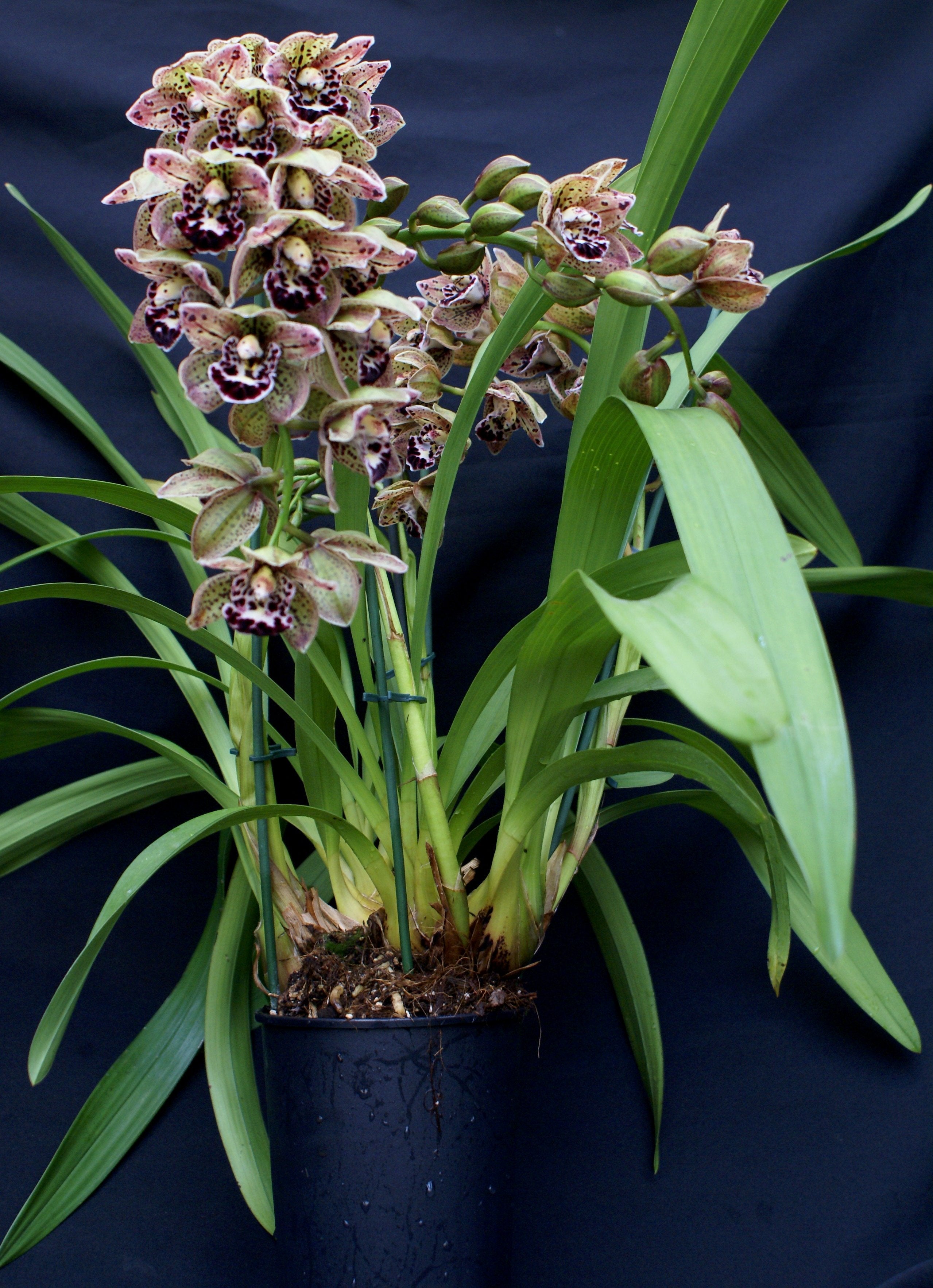 Cymbidium Vogel's Magic "Medium"