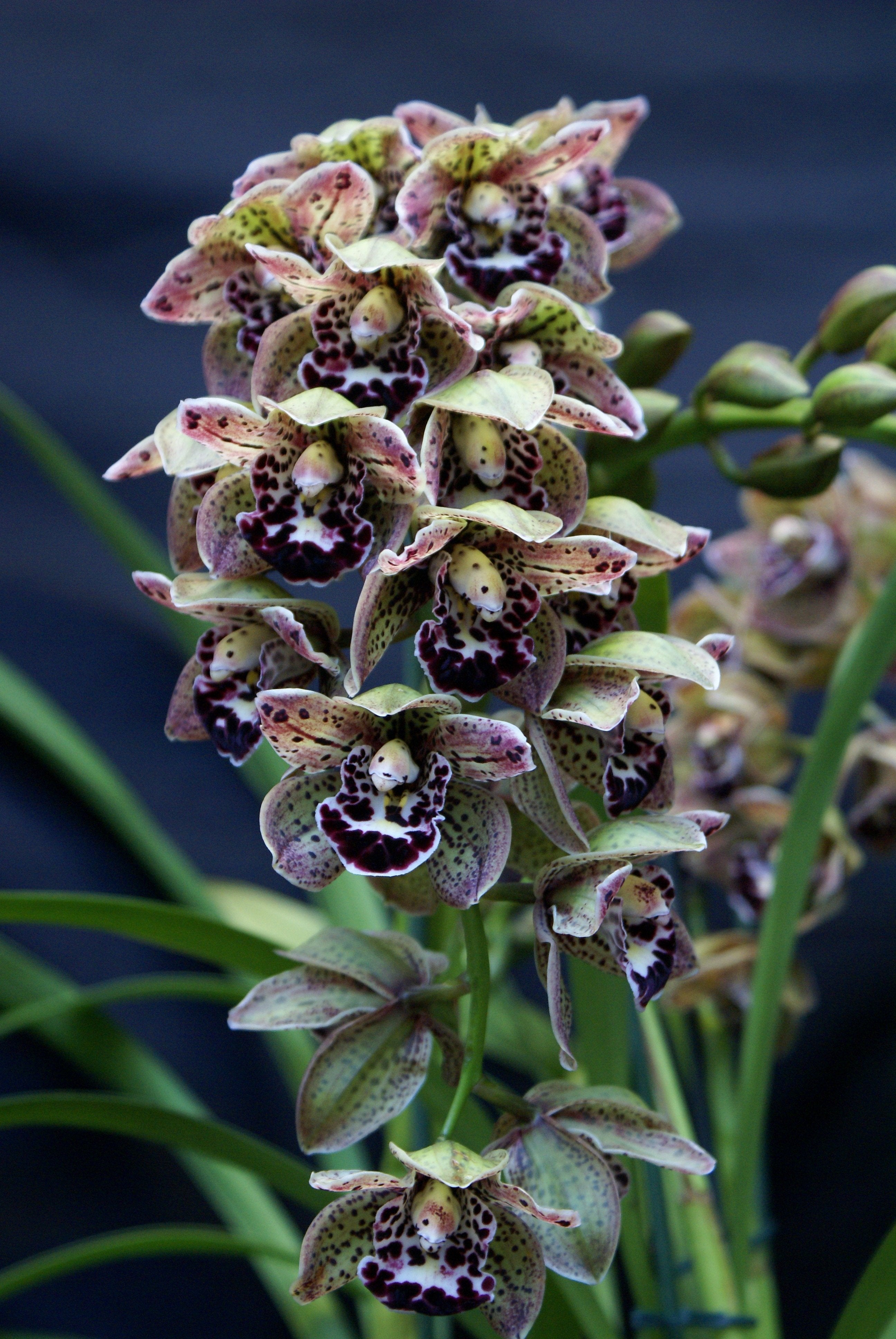 Cymbidium Vogel's Magic "Medium"