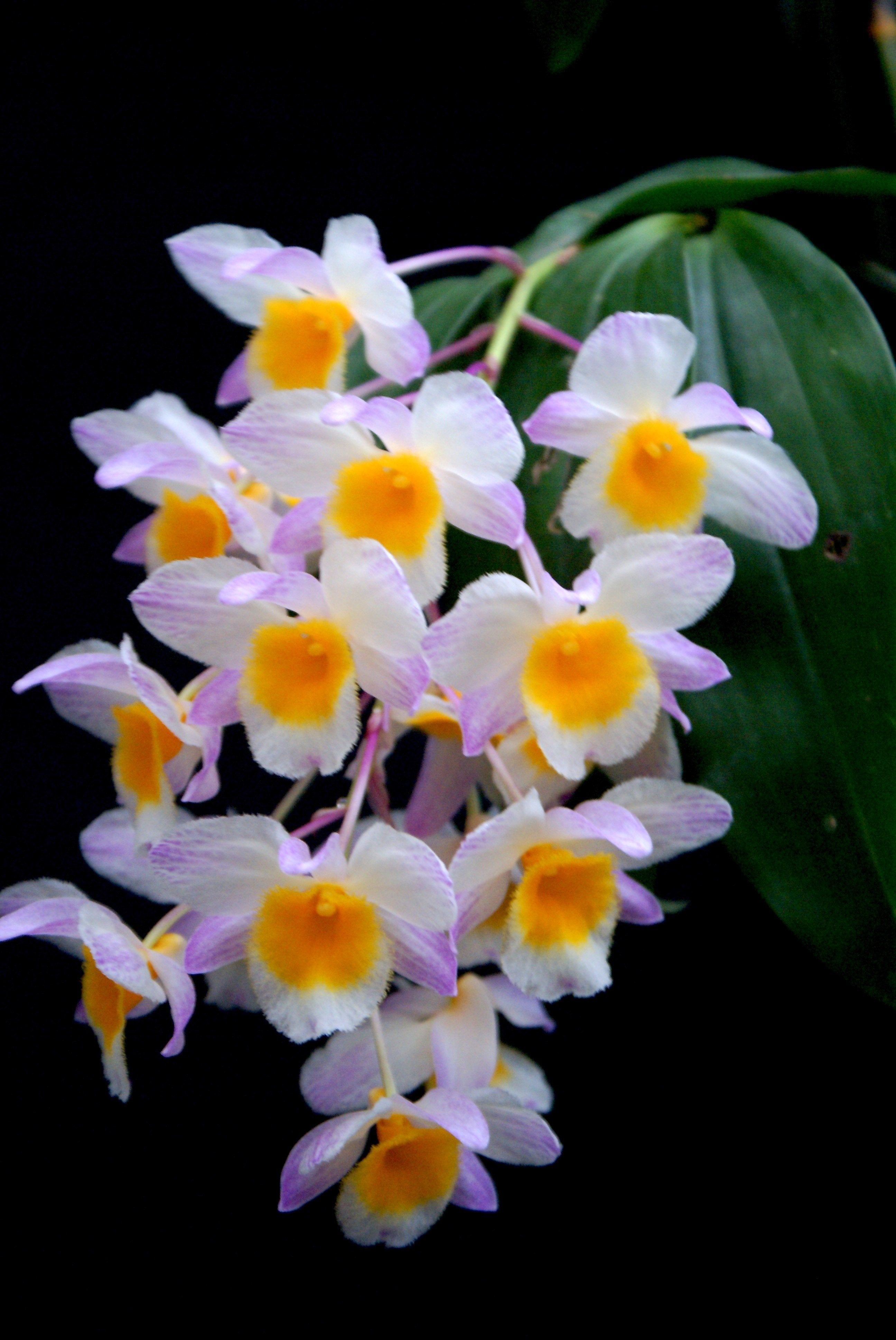 Dendrobium farmeri "Pink"