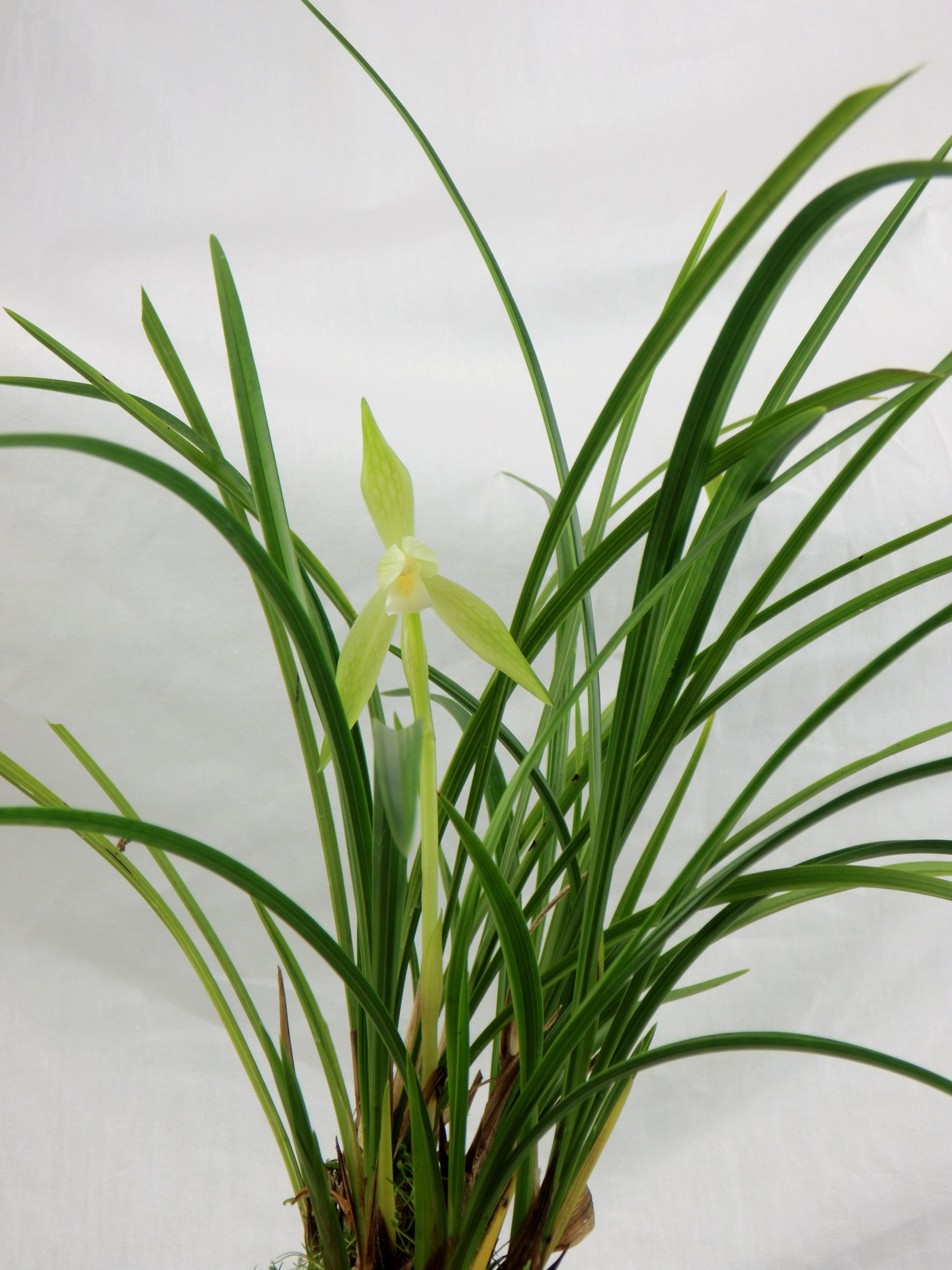 Cymbidium goeringii alba