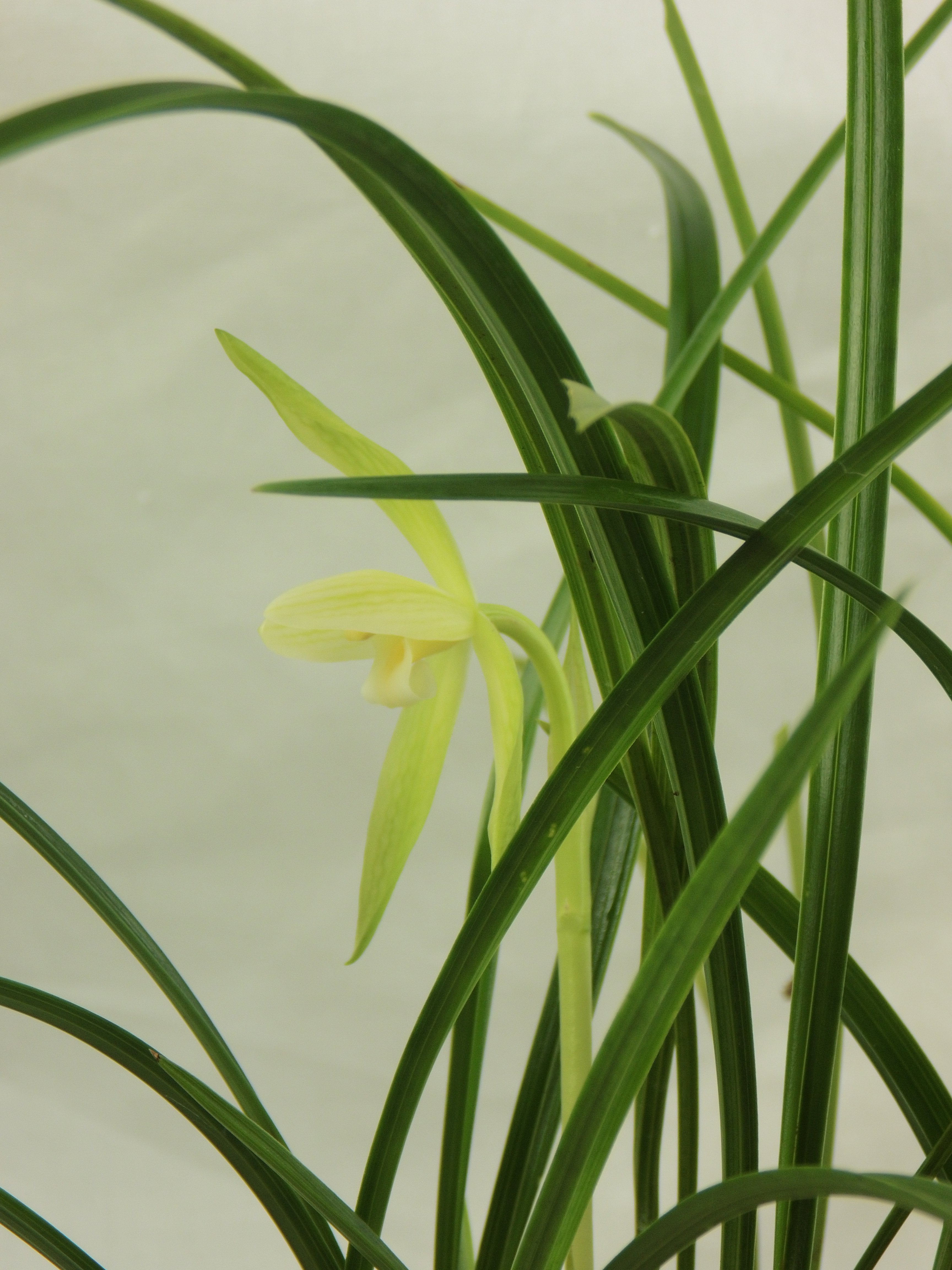 Cymbidium goeringii alba