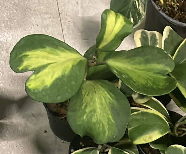 Hoya kerrii "Reverse Variegata"