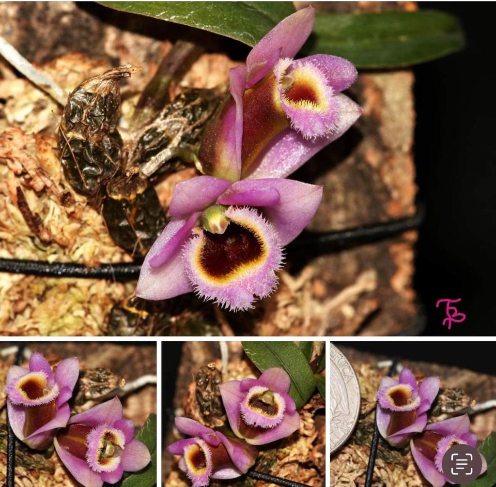 Dendrobium fuscifaucium (Micro Dendrobium) First propagation